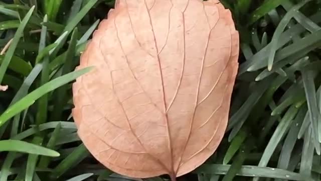 Leaves and stones