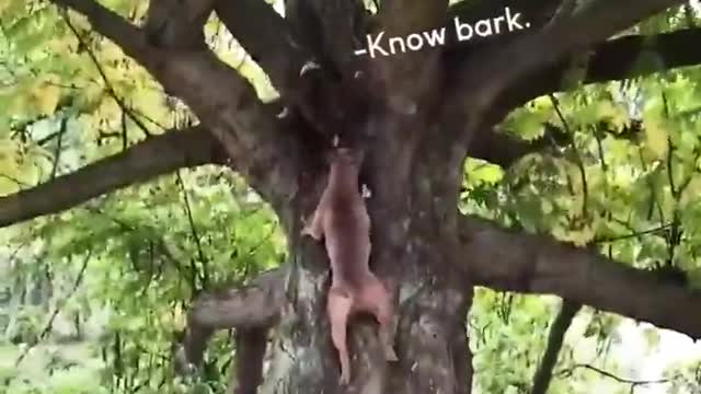 Animals Play Football/ Viral Videos/