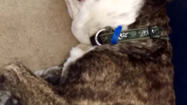 Sleeping At The Top Of His Voice