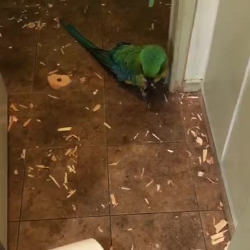 Sam the macaw makes a mess