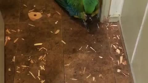 Sam the macaw makes a mess