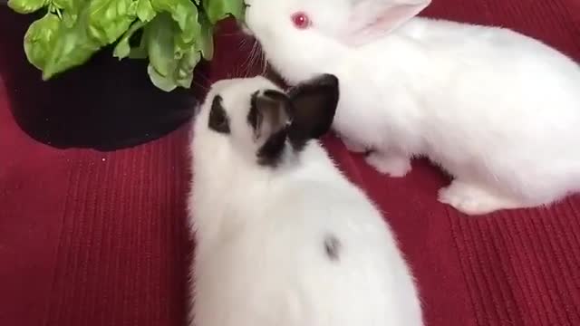 feeding rabbits