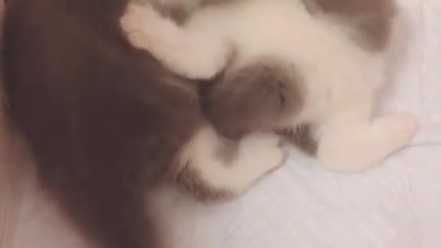 two kittens playing