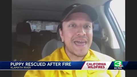 Puppy rescued from Northern California wildfire rubble