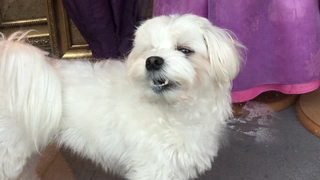 Snort puppy