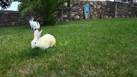 Lovely bunnies