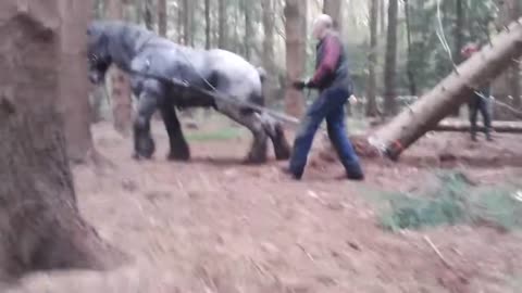 Bos & Natuurbeheer. houtslepen paard