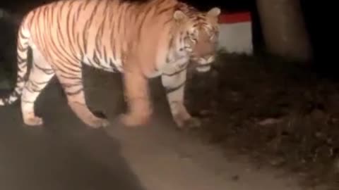 Walking tiger