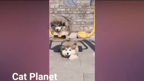 Cute Cats and Funny Cat Video Tiktok Compilation