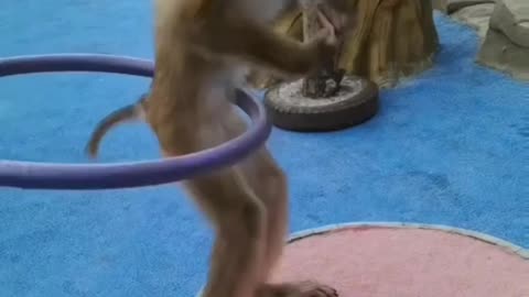 funny monkey weee wooooo