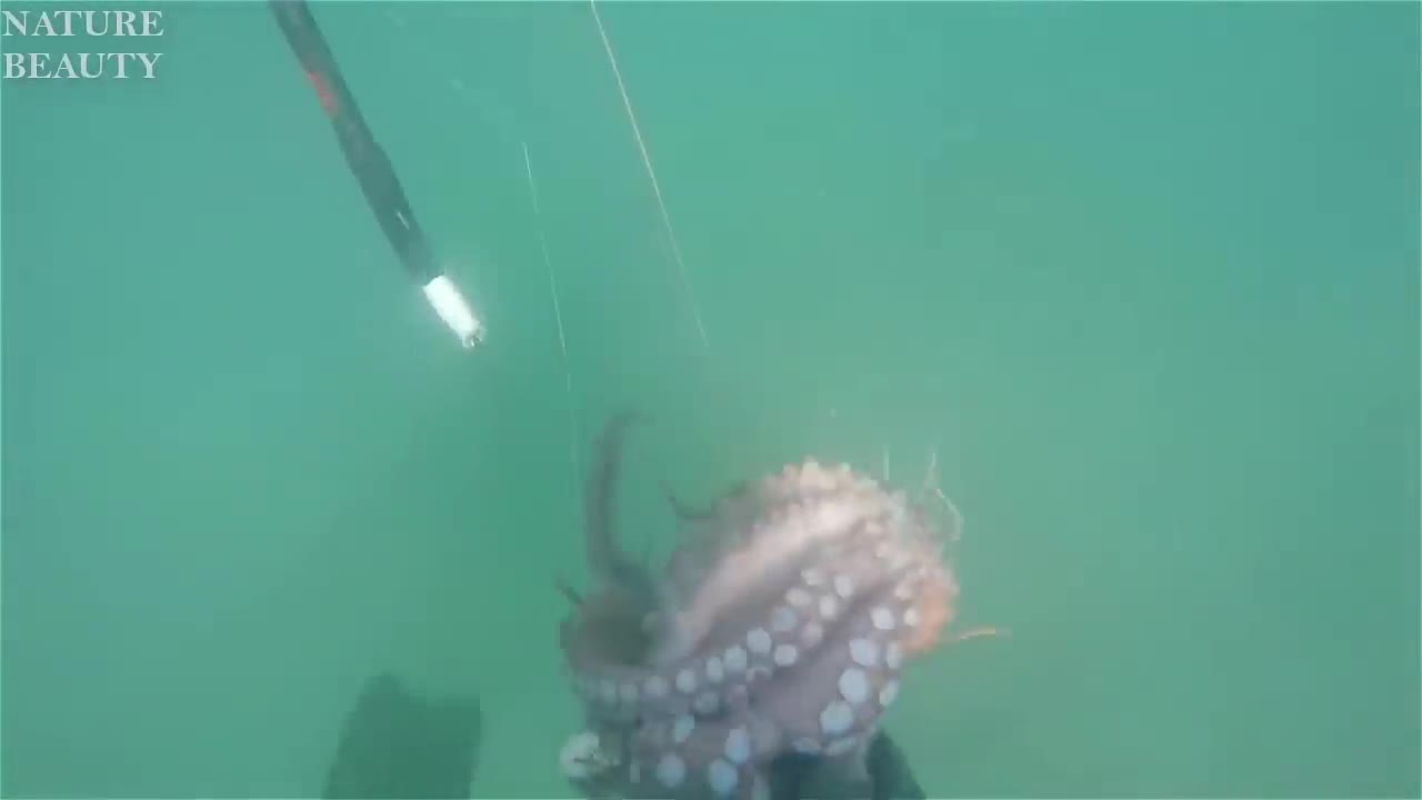 AMAZING Catch Giant Lobsters Underwater Big Octopus