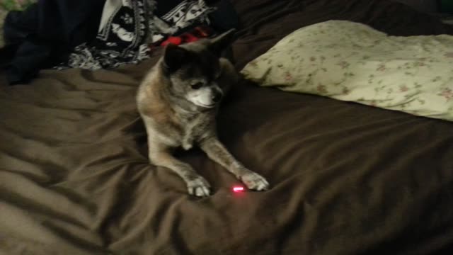 Kerboga vs the Laser Pointer