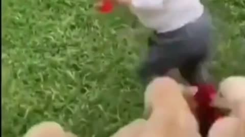 Child playing with small dogs