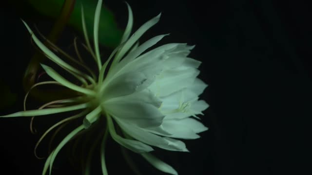 Brahama Kamala Blooming