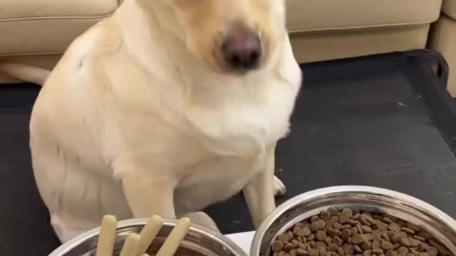 Cute Dog in Food Eating