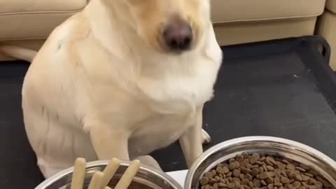 Cute Dog in Food Eating