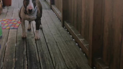 Funny dog video
