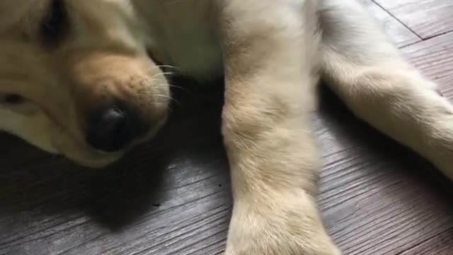 Lab puppy laying on ground bites at finger poking him