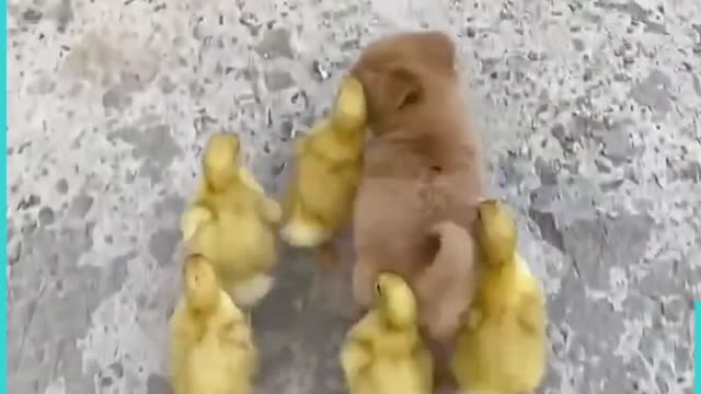 Adorable Puppy Gets Chases Everywhere By Baby ChicksWoof Woof