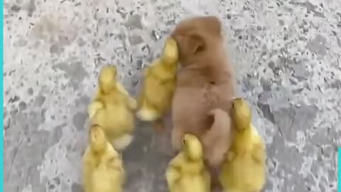 Adorable Puppy Gets Chases Everywhere By Baby ChicksWoof Woof
