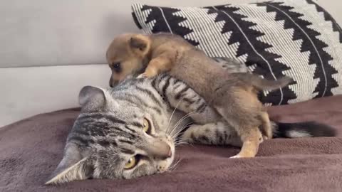 OMG So Cute Cat Part 18