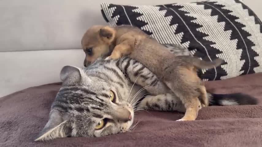 OMG So Cute Cat Part 18