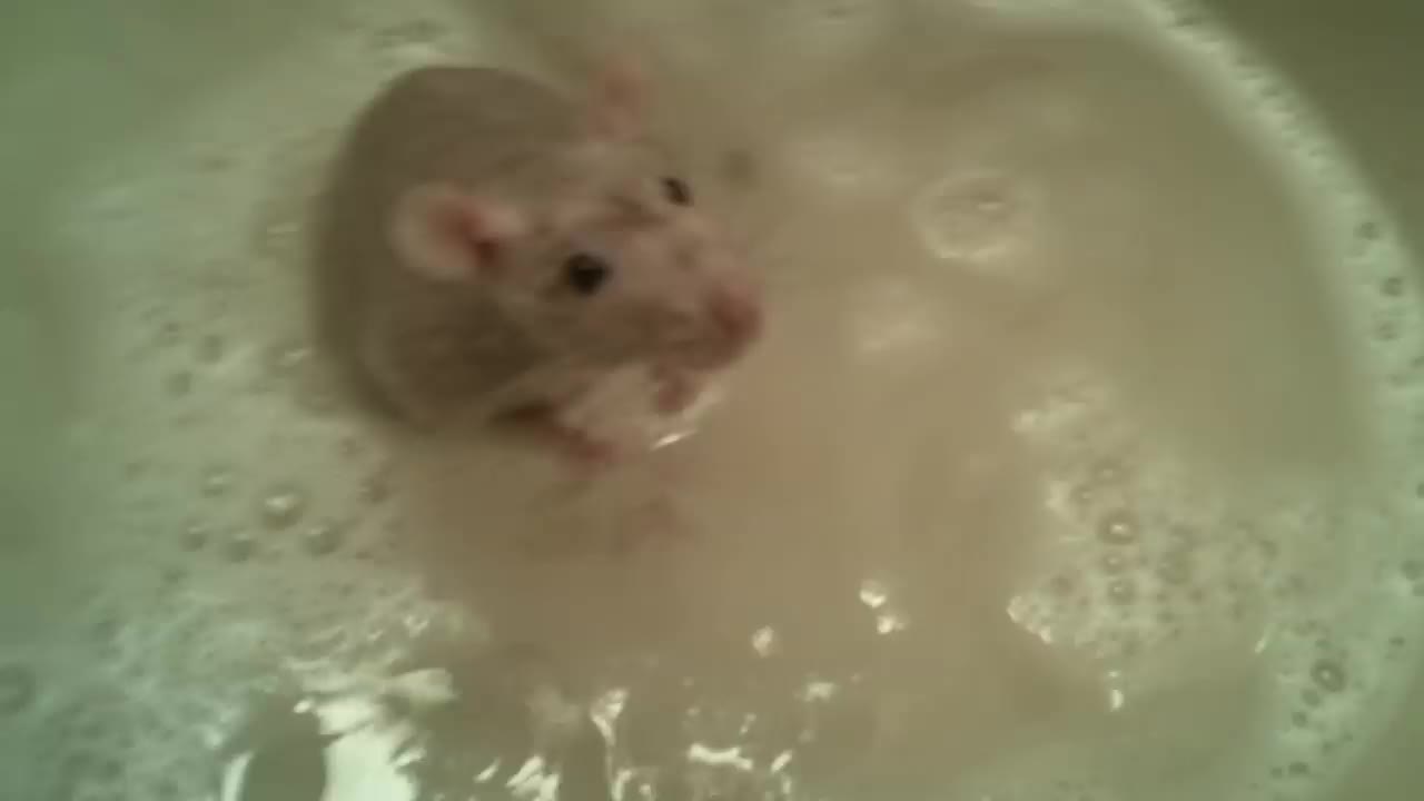 Rat Takes A Bath by its own