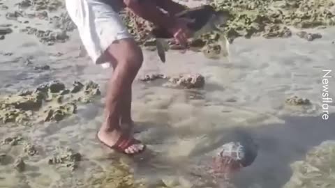 Fisherman RESCUES Whole Family Of Turtles. 🙌