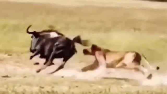 The wildebeest is being chased by a cheetah