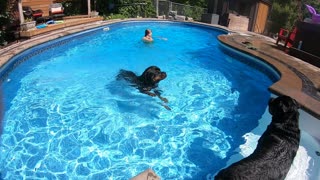 Rottweiler learning to swim with a BELLYFLOP