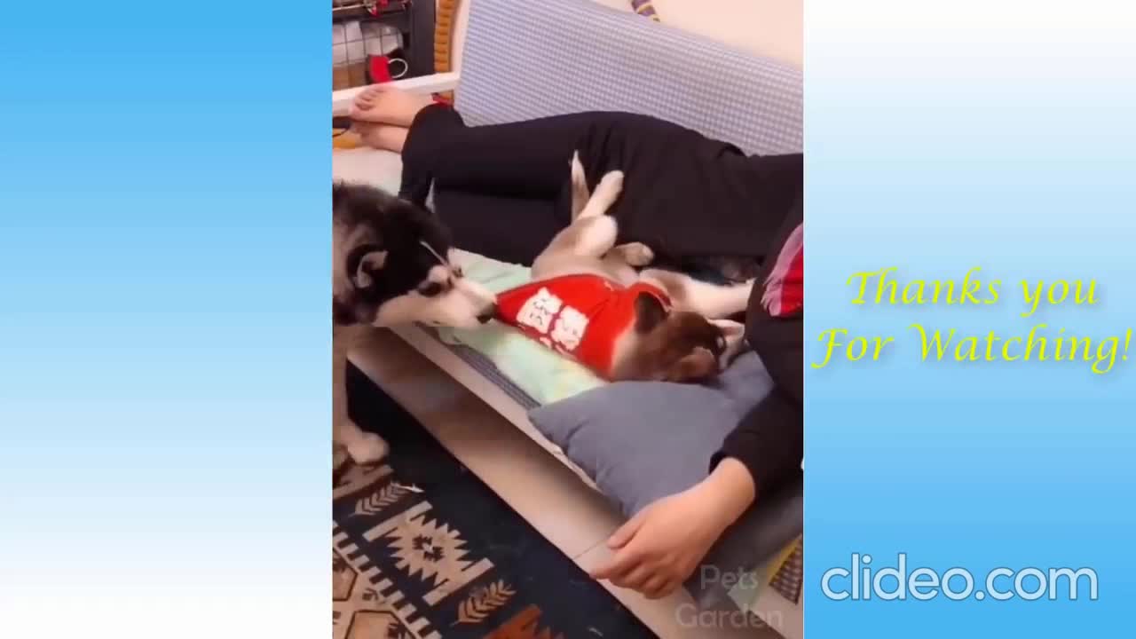 my husky removed his own puppy for my love