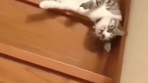 Funny Cat