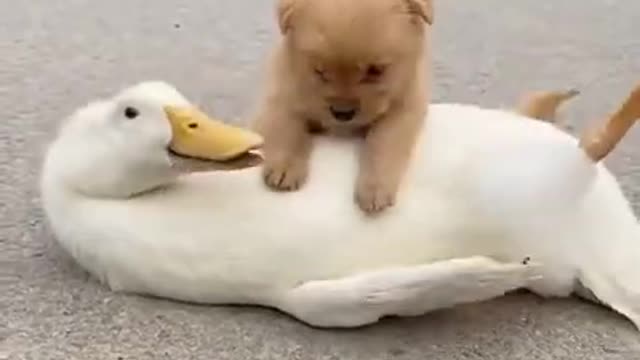 Funny duckling lies on his back and shakes his paws