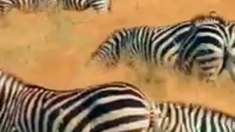 Grazing Zebras 🦓