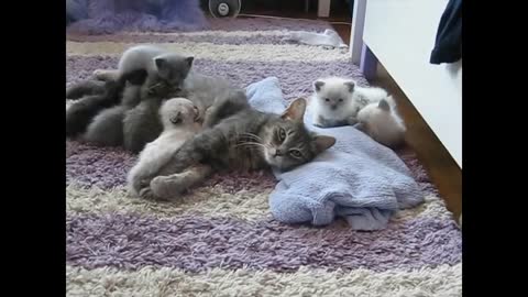 Sweet kittens and baby cats first meow