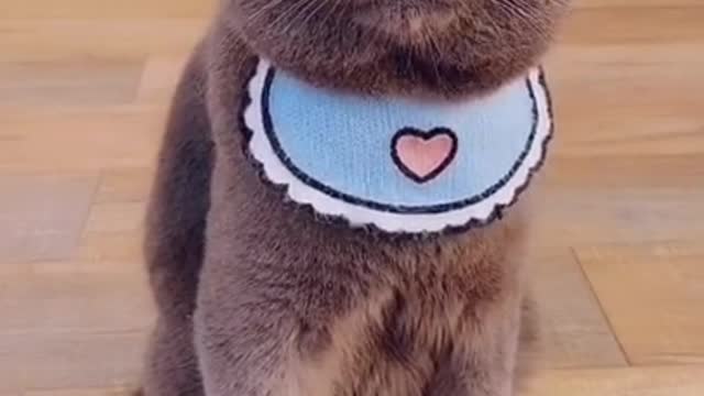 #Funniest Animals Real - Best Of The 2020 #Funny Animals Videos - Try Not To Laugh #comedy #shor (7)