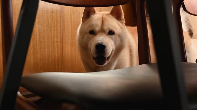 dog-looking-under-the-table