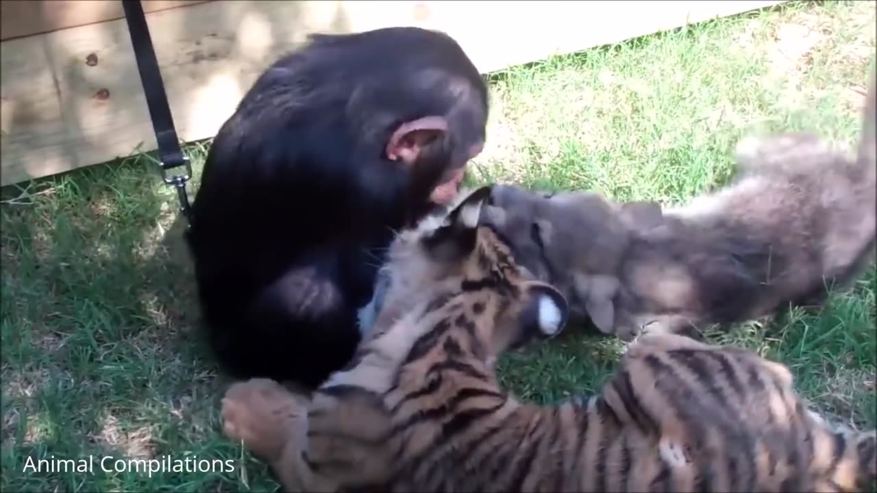 Cuddly baby chimpanzees