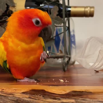 Parrot finds his favorite snack