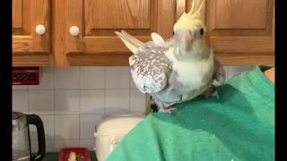 Cockatiel attack