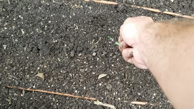 Sowing Sweet Corn