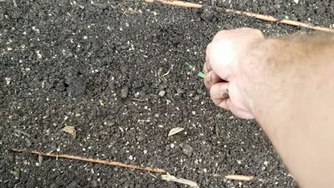 Sowing Sweet Corn