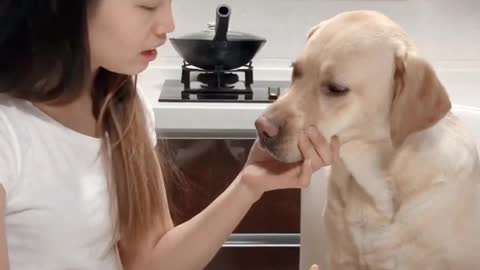 Good dog obeys the owner - like a member of the family