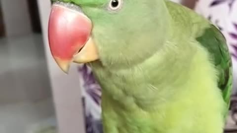 Funny cute PARROT