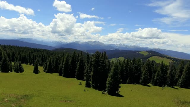 Flying-over-a-field-and-through-pine-trees