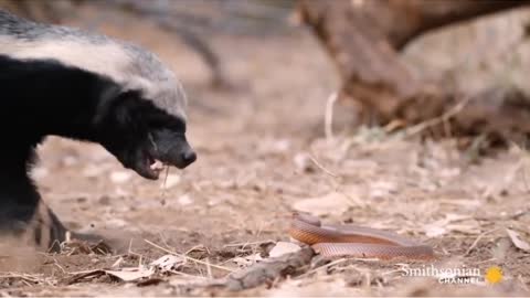 Effectless Bite Of Poisonous Snake On Honey Badger