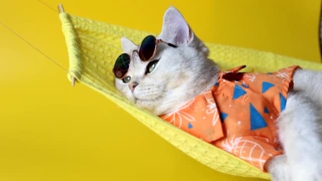 Adorable white cat in sunglasses and an shirt, lies on a fabric hammock, on a yellow background