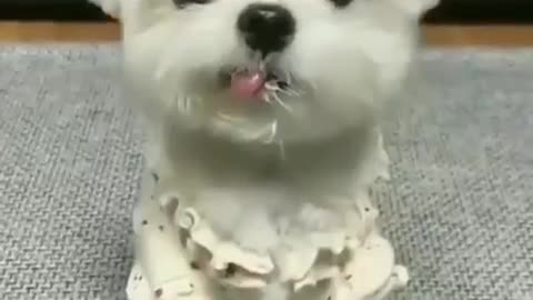 Cute doggies// Cute puppies // Cute puppy in the world..🐕🐕🐕🐕🐕