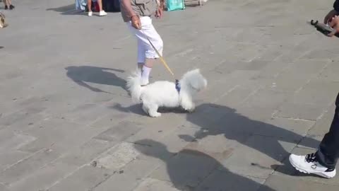 The puppy I met on my trip to Paris