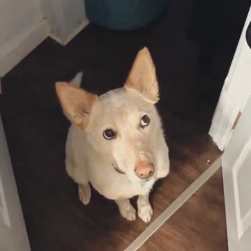 Dog politely drops hints that he's interested in walking..🐕🐾😅